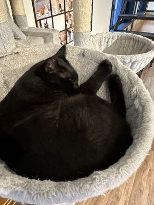 Napping kitty  at Nekonotsuki - ネコノツキ in Takayama