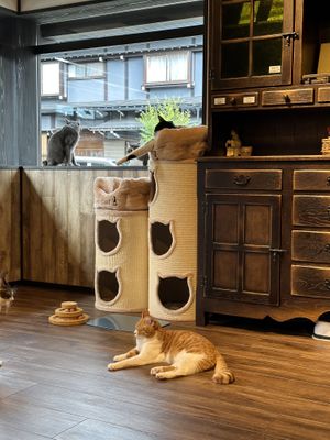Beautiful, spotlessly clean, light-filled cat cafe  at Nekonotsuki - ネコノツキ in Takayama