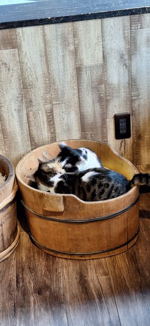  at Nekonotsuki - ネコノツキ in Takayama