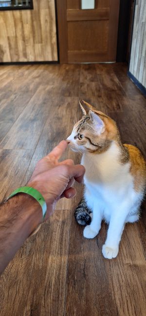  at Nekonotsuki - ネコノツキ in Takayama