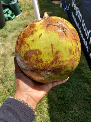 Coconut at Oh My Cod - Vegan Seafood in Palm Coast