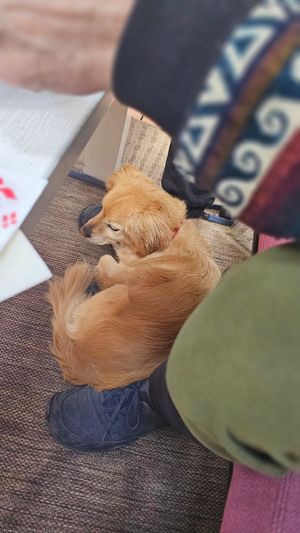  at Jennys Æblehaven in Nexo