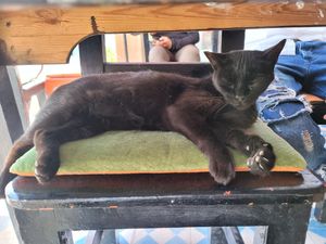 Friendly guest on a chair at Shyadma's Vegan Food in Essaouira