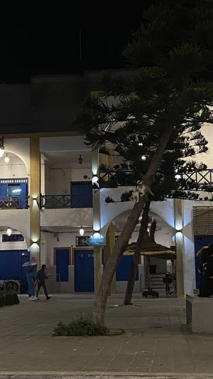 so many cute cats!  at Shyadma's Vegan Food in Essaouira