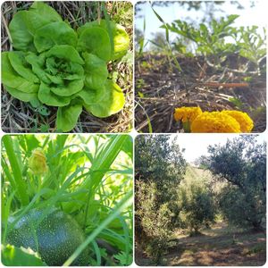  at Officine Vegetali Home Restaurant in Controguerra