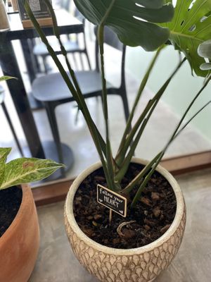   at Kia Ora Café in Koh Phangan