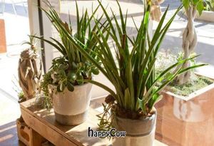 Plants create organic looking environment. at VegiOasis in Huntington Beach