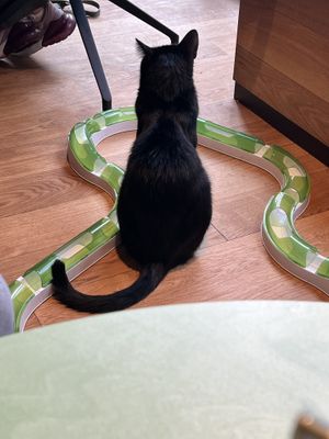 Sesam, the black cat♥️non vegan  at Katzentempel in Cologne