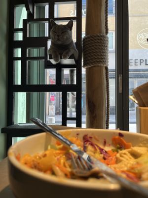  nette und ruhige Katze   at Katzentempel in Cologne