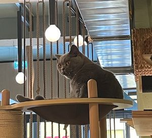 Pepper  at Katzentempel in Cologne