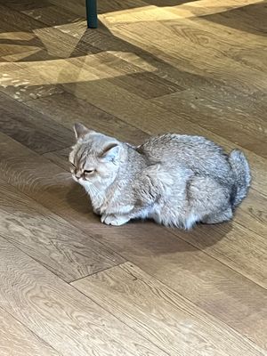 Meow   at Katzentempel in Cologne