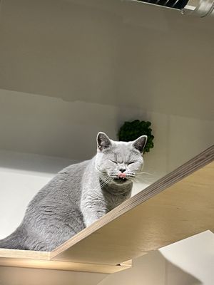 Sweetie   at Katzentempel in Cologne