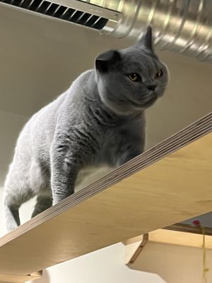 He is called Pepper  at Katzentempel in Cologne