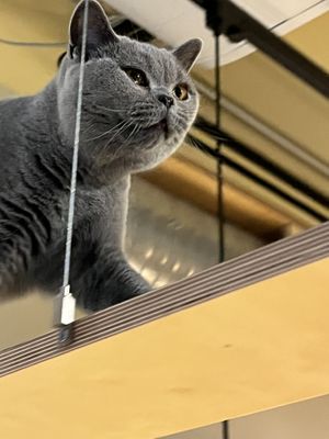 Nice guy  at Katzentempel in Cologne