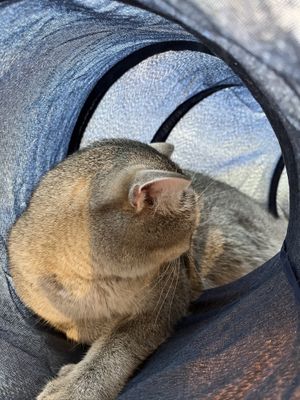 Shy one  at Katzentempel in Cologne