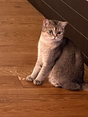 😻  at Katzentempel in Cologne