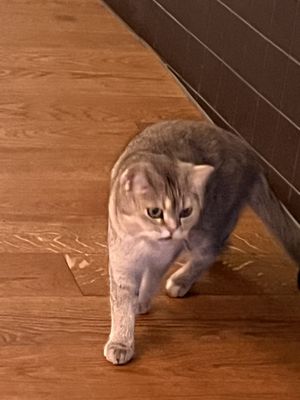 😻  at Katzentempel in Cologne