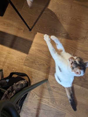  at Katzentempel in Cologne