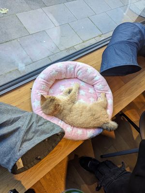  at Katzentempel in Cologne