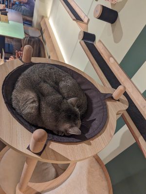  at Katzentempel in Cologne