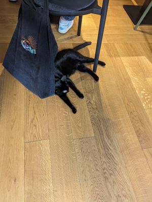  at Katzentempel in Cologne