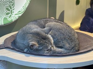 cat  at Katzentempel in Cologne