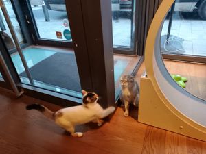 Cats at Katzentempel in Cologne