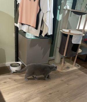   at Katzentempel in Cologne