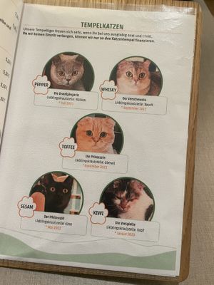   at Katzentempel in Cologne