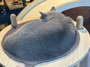 cat  at Katzentempel in Cologne