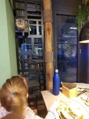 DO NOT PET THE HUMANS at Katzentempel in Cologne