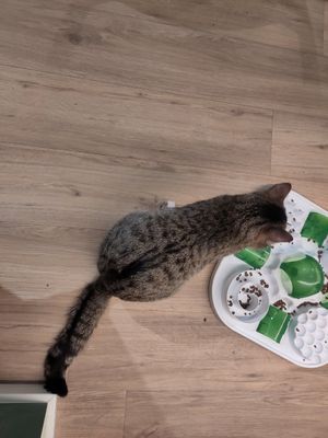  at Katzentempel in Cologne