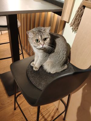 Whiskey at Katzentempel in Cologne