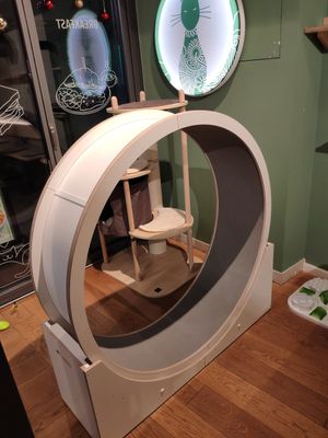 Cat wheel at Katzentempel in Cologne