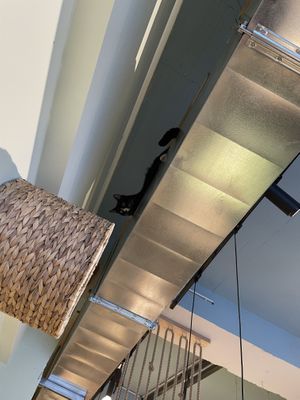 Tofu is watching you   at Katzentempel in Cologne