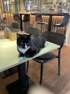 Tofu  at Katzentempel in Cologne