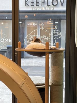 Sleepy Cat  at Katzentempel in Cologne