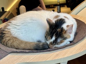 cat 😽  at Katzentempel in Cologne