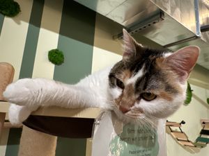 cat  at Katzentempel in Cologne