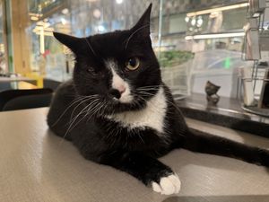 cat  at Katzentempel in Cologne