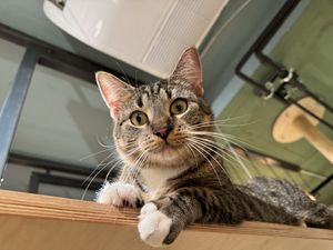 cat  at Katzentempel in Cologne