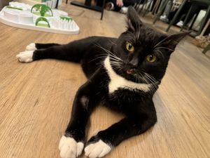 cat  at Katzentempel in Cologne