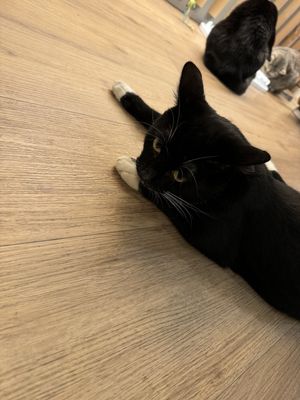   at Katzentempel in Cologne