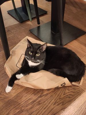 Miaouuu at Katzentempel in Cologne