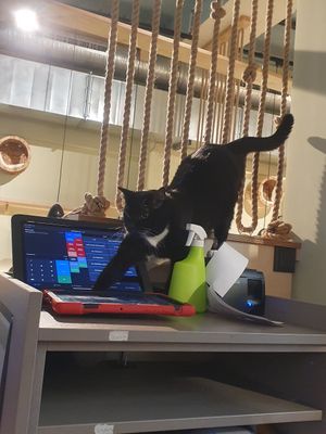  at Katzentempel in Cologne