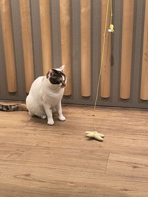 Cat #Veganuary at Katzentempel in Cologne