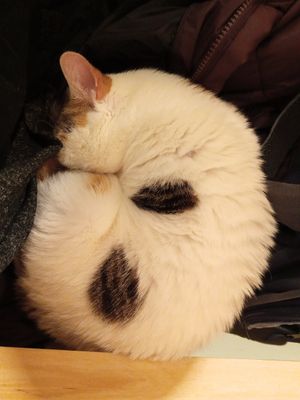  at Katzentempel in Cologne