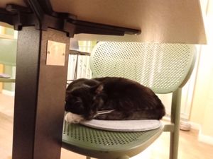  at Katzentempel in Cologne