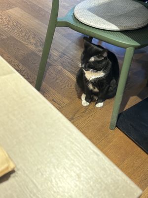   at Katzentempel in Cologne