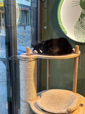   at Katzentempel in Cologne